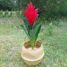 New Household Foldable Natural Seagrass Woven Storage Pot Garden Flower Vase Hanging Basket With Handle Storage Bellied Basket